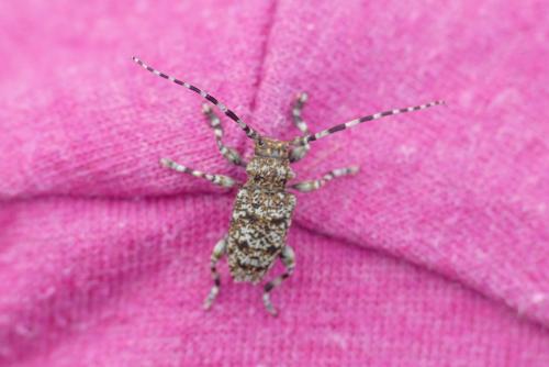 Réf. 257 943 : Aegomorphus clavipes
